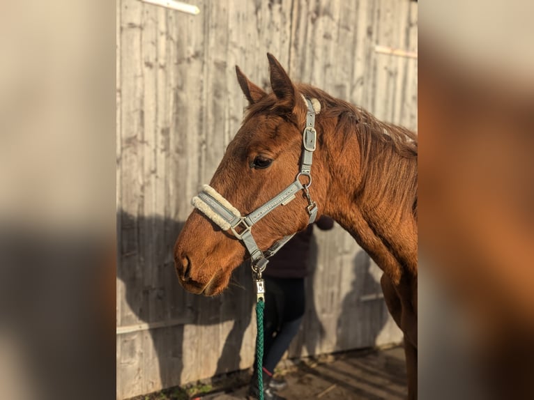 Trakehner Mix Stute 1 Jahr 160 cm Fuchs in Güstrow