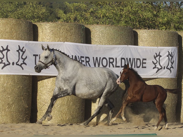 Trakehner Stute 1 Jahr 165 cm Brauner in Aytos