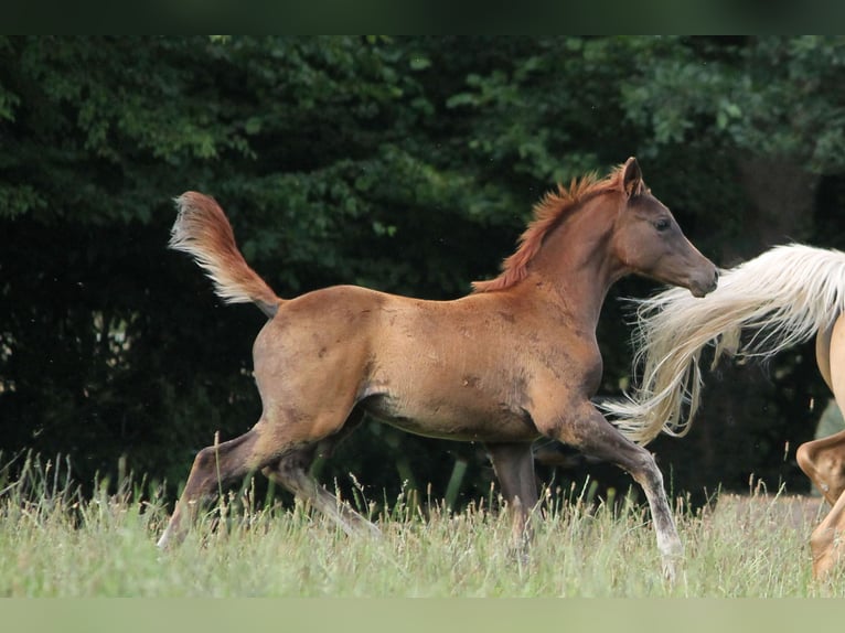 Trakehner Stute 1 Jahr 165 cm Dunkelfuchs in L&#xFC;dersdorf