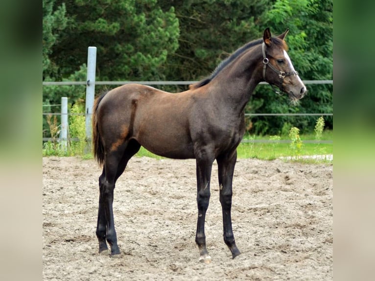 Trakehner Stute 1 Jahr 165 cm Schimmel in Wandlitz