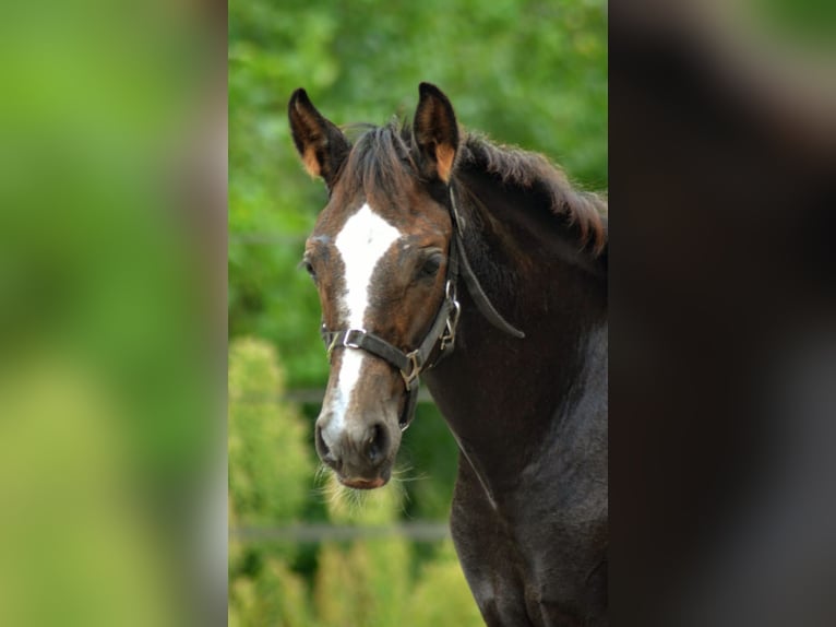 Trakehner Stute 1 Jahr 165 cm Schimmel in Wandlitz