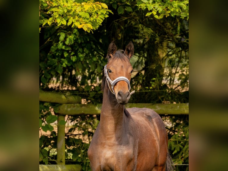 Trakehner Stute 1 Jahr 166 cm Brauner in Braunshorn