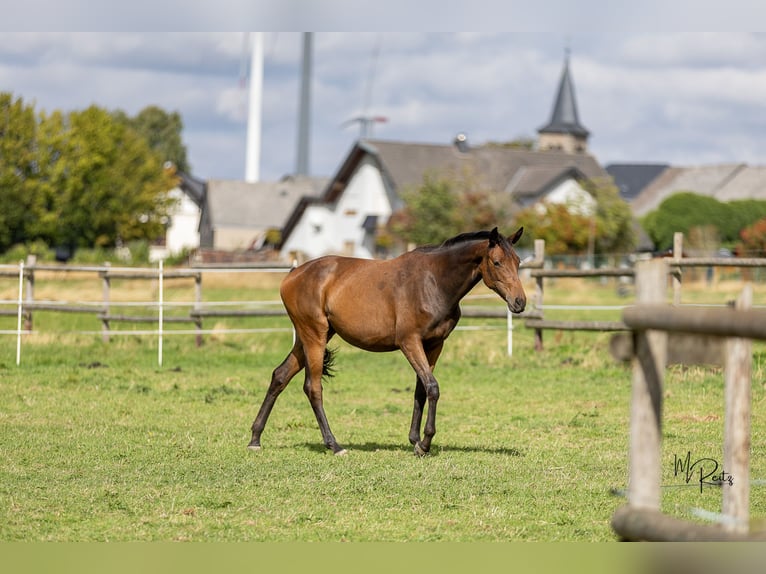 Trakehner Stute 1 Jahr 166 cm Brauner in Braunshorn