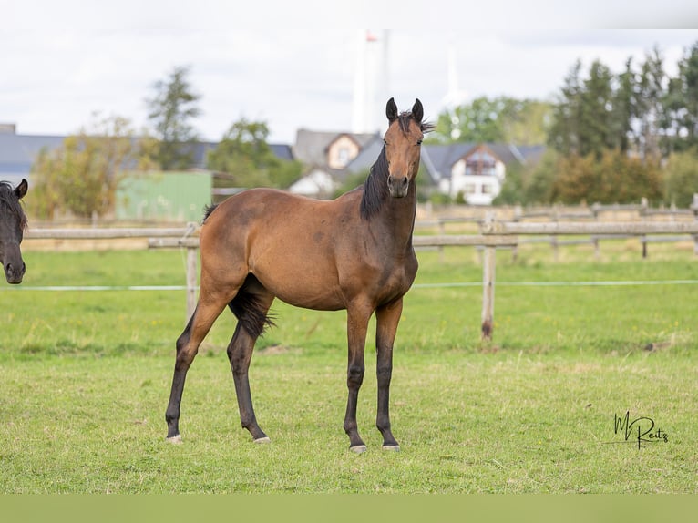 Trakehner Stute 1 Jahr 166 cm Brauner in Braunshorn