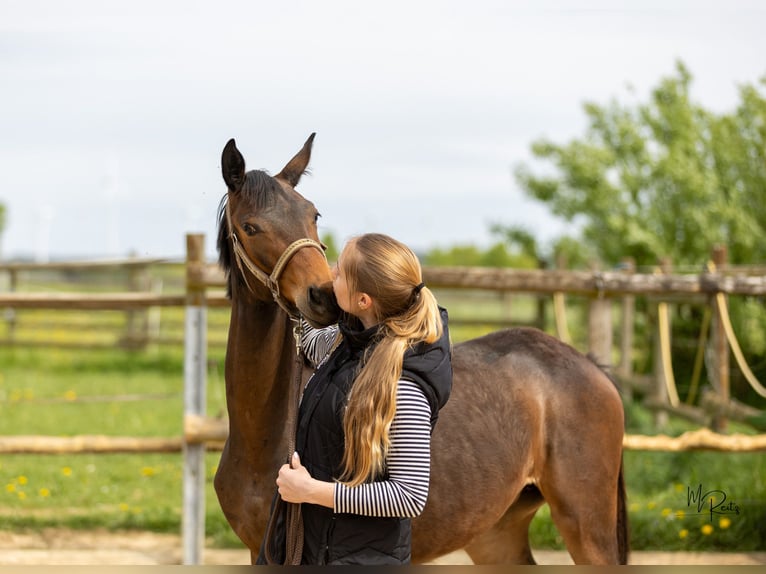 Trakehner Stute 1 Jahr 166 cm Brauner in Braunshorn