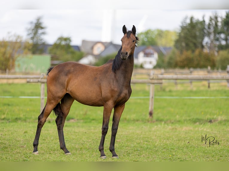 Trakehner Stute 1 Jahr 166 cm Brauner in Braunshorn