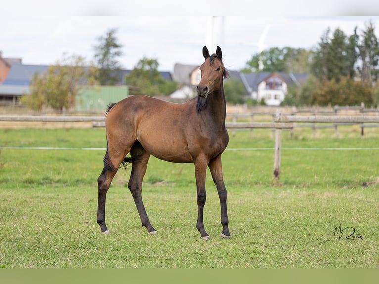 Trakehner Stute 1 Jahr 166 cm Brauner in Braunshorn