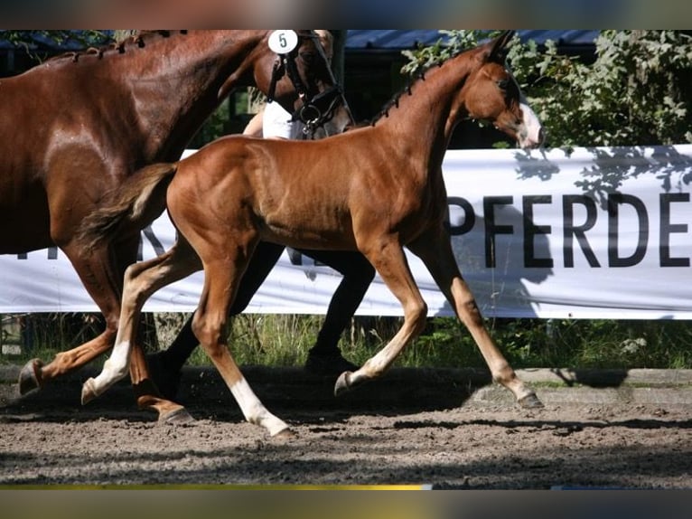 Trakehner Stute 1 Jahr 167 cm Brauner in Nümbrecht