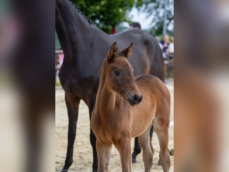 Trakehner Stute 1 Jahr 167 cm Dunkelbrauner in Hennef