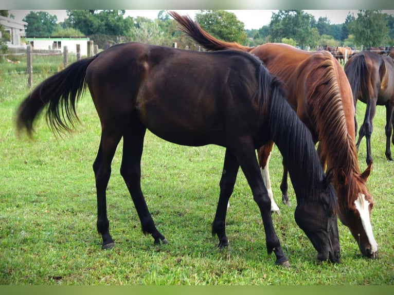 Trakehner Stute 1 Jahr 167 cm Rappe in Sperenberg