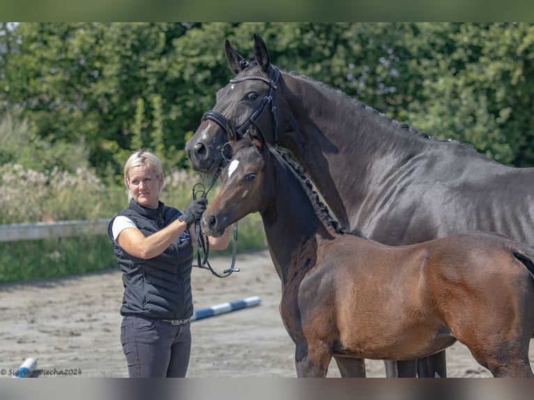 Trakehner Stute 1 Jahr 168 cm Brauner in Scharbeutz