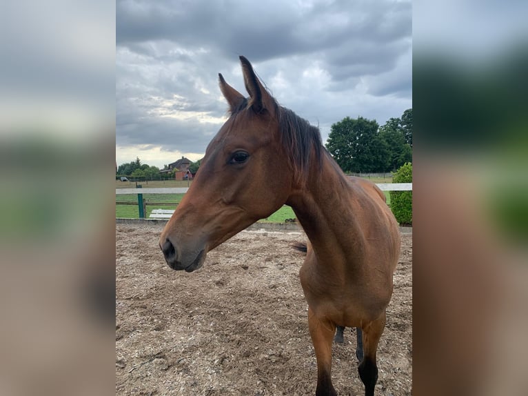 Trakehner Stute 1 Jahr 168 cm in Wittingen