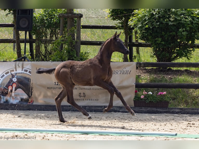 Trakehner Stute 1 Jahr 168 cm Dunkelbrauner in Hennef