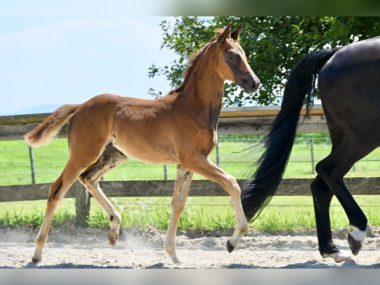 Trakehner Stute 1 Jahr 168 cm Dunkelfuchs in Feldkirchen