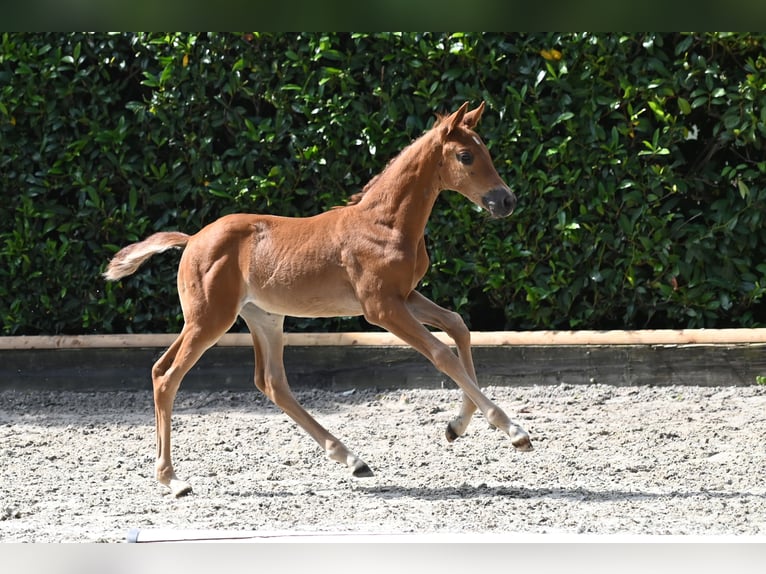 Trakehner Stute 1 Jahr 168 cm Fuchs in Bad Zwischenahn