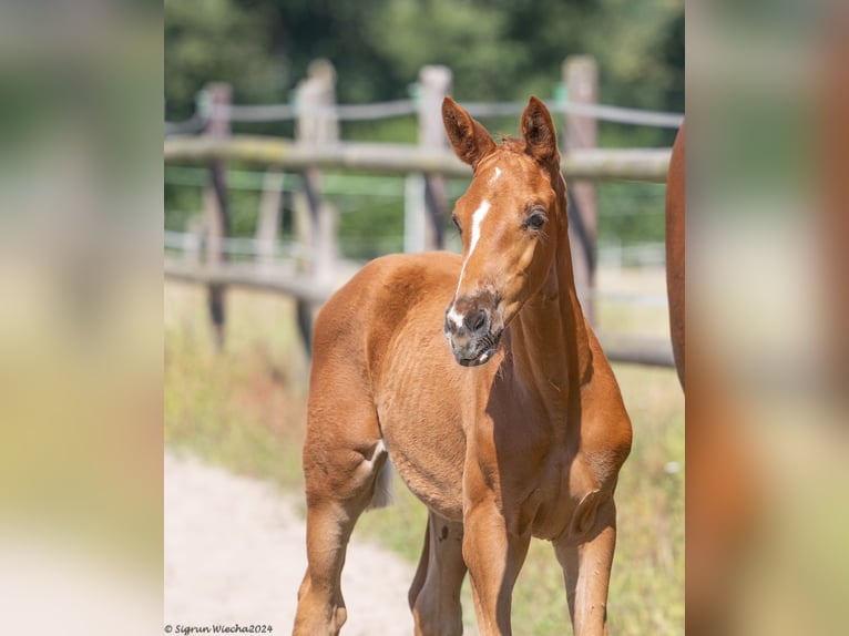 Trakehner Stute 1 Jahr 168 cm Fuchs in Kleve
