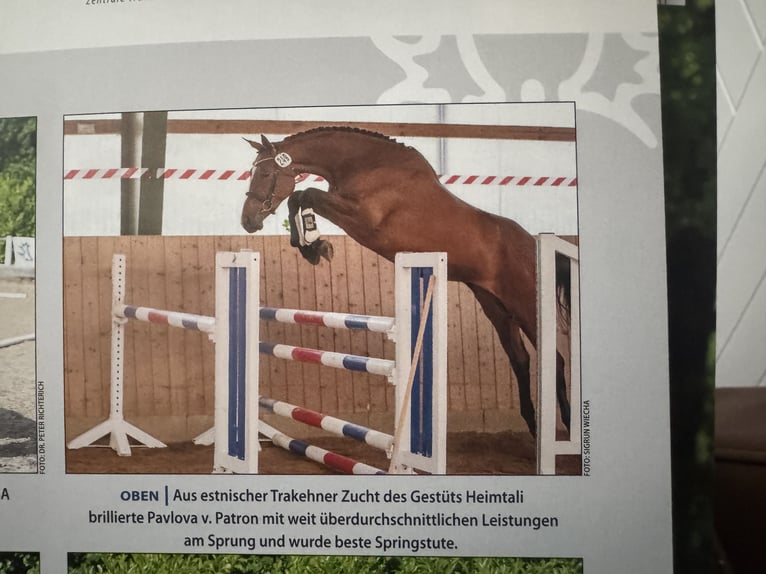 Trakehner Stute 1 Jahr 168 cm Fuchs in Kleve