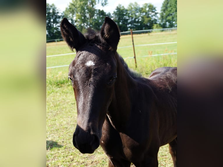 Trakehner Stute 1 Jahr 168 cm Rappe in Sperenberg