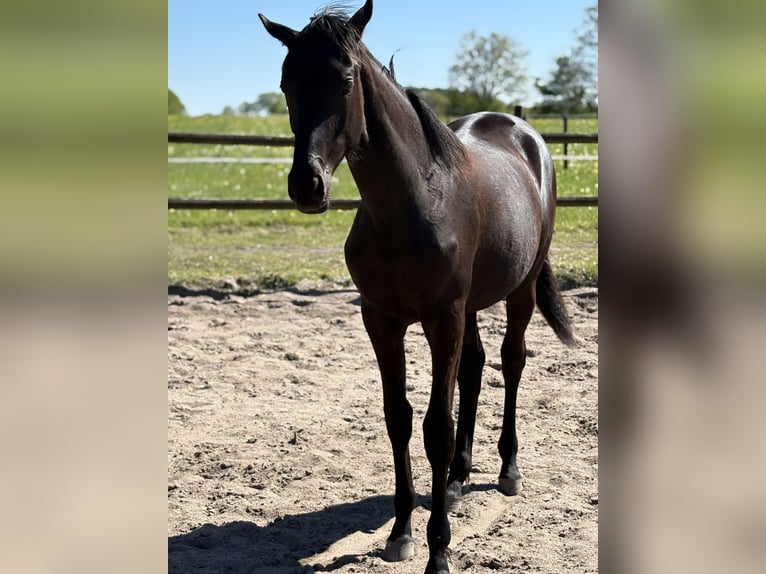 Trakehner Stute 1 Jahr 168 cm Rappe in SelkSelk