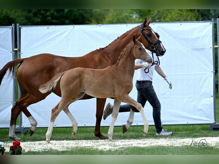 Trakehner Stute 1 Jahr 169 cm Fuchs in Schäplitz