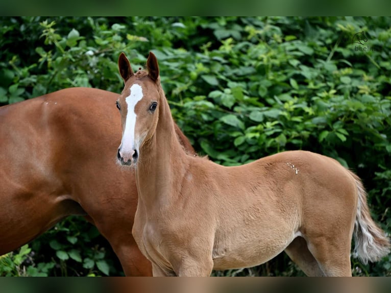 Trakehner Stute 1 Jahr 169 cm Fuchs in Schäplitz