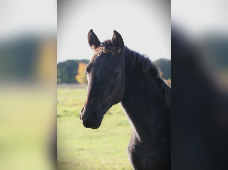 Trakehner Stute 1 Jahr 169 cm Rappe in Sperenberg