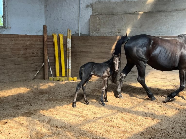Trakehner Stute 1 Jahr 169 cm Rappe in Sperenberg