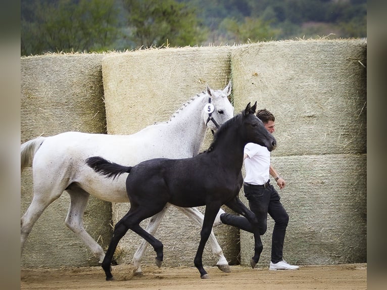 Trakehner Stute 1 Jahr 169 cm Rappe in Aytos