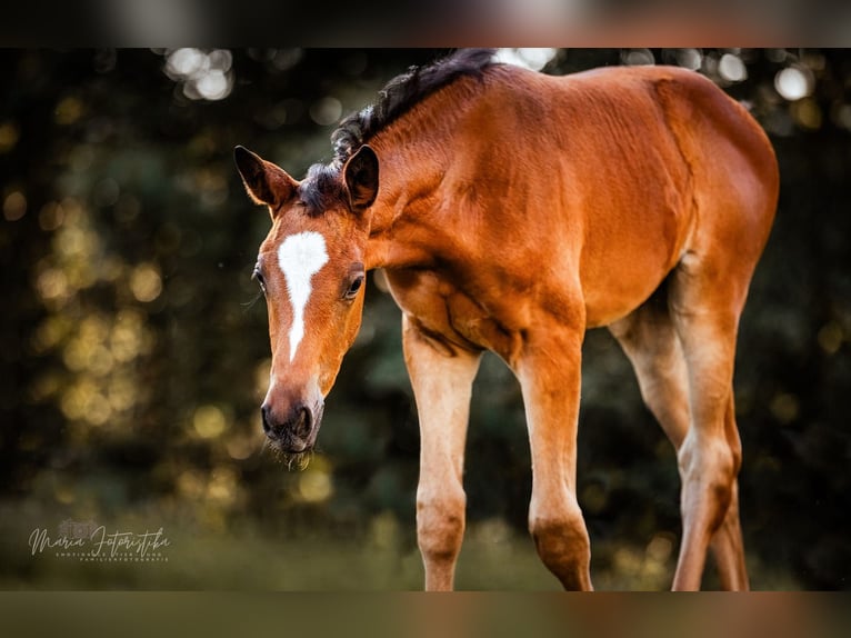 Trakehner Stute 1 Jahr 170 cm Brauner in Burgstädt