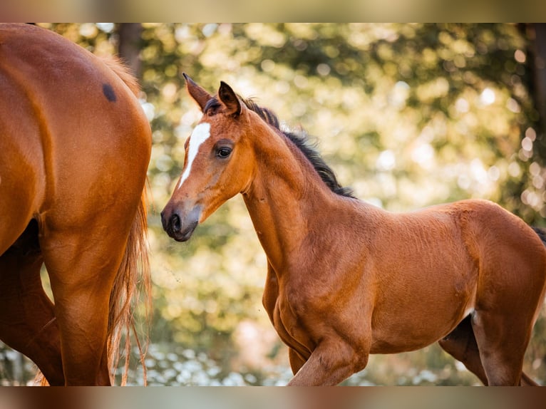 Trakehner Stute 1 Jahr 170 cm Brauner in Burgstädt