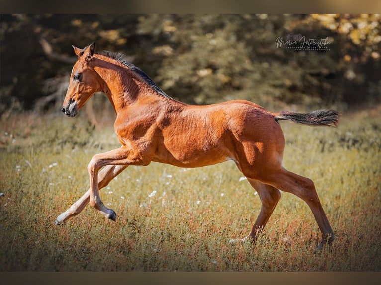 Trakehner Stute 1 Jahr 170 cm Brauner in Burgstädt