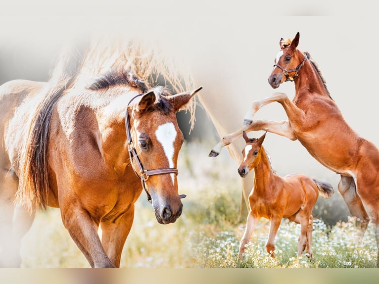 Trakehner Stute 1 Jahr 170 cm Brauner in Burgstädt