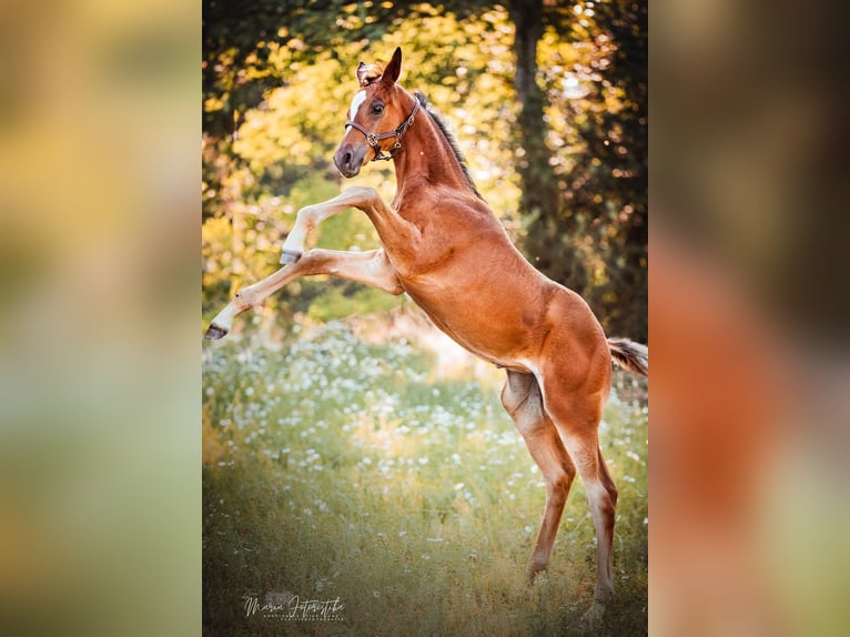 Trakehner Stute 1 Jahr 170 cm Brauner in Burgstädt