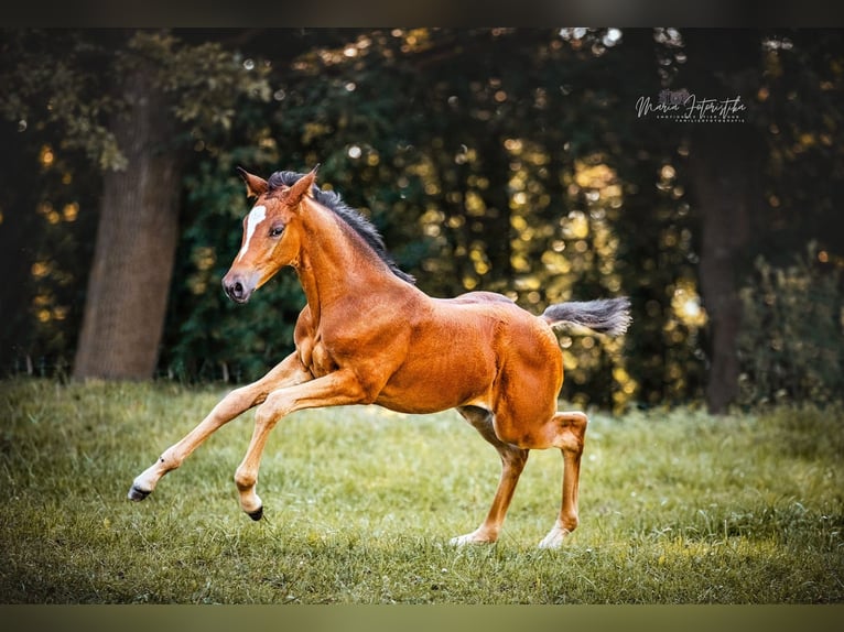 Trakehner Stute 1 Jahr 170 cm Brauner in Burgstädt