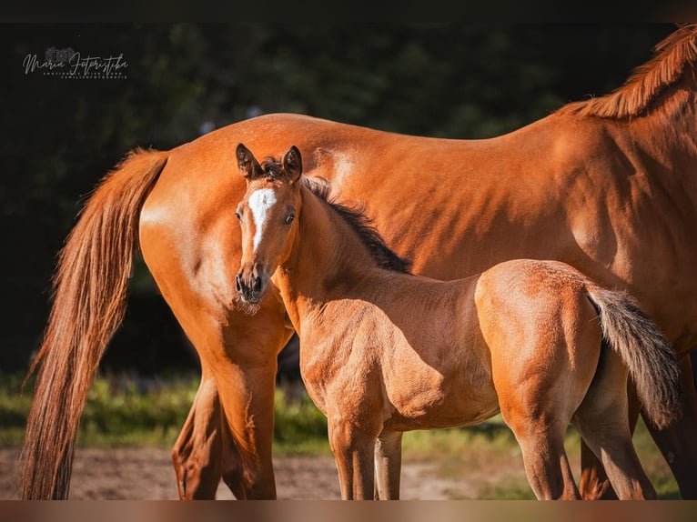 Trakehner Stute 1 Jahr 170 cm Brauner in Burgstädt