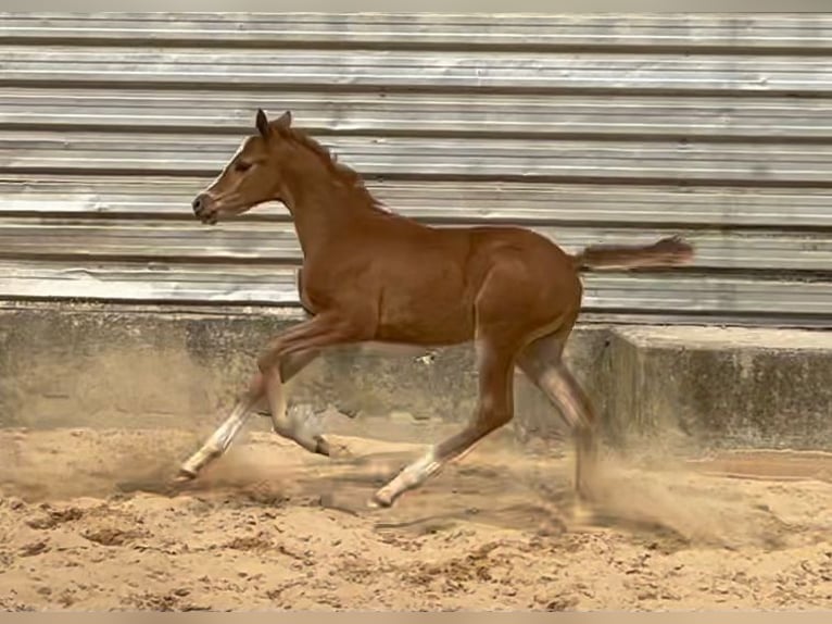 Trakehner Stute 1 Jahr 170 cm Fuchs in Wehringen