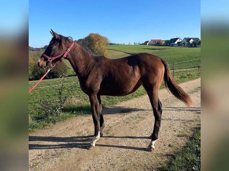 Trakehner Stute 1 Jahr 175 cm Brauner in Adelsried