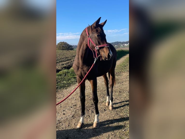 Trakehner Stute 1 Jahr 175 cm Brauner in Adelsried