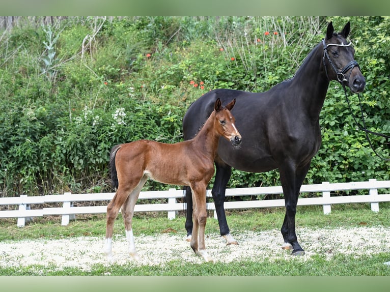 Trakehner Stute 1 Jahr Brauner in Bismark