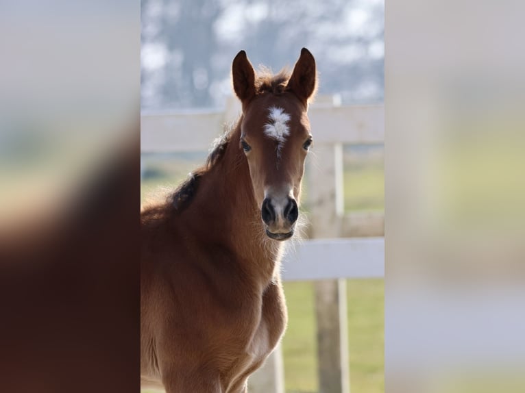 Trakehner Stute 1 Jahr Brauner in Bad Oldesloe