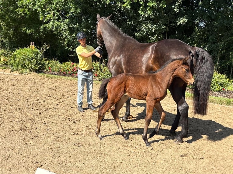 Trakehner Stute 1 Jahr Brauner in Verden (Aller)