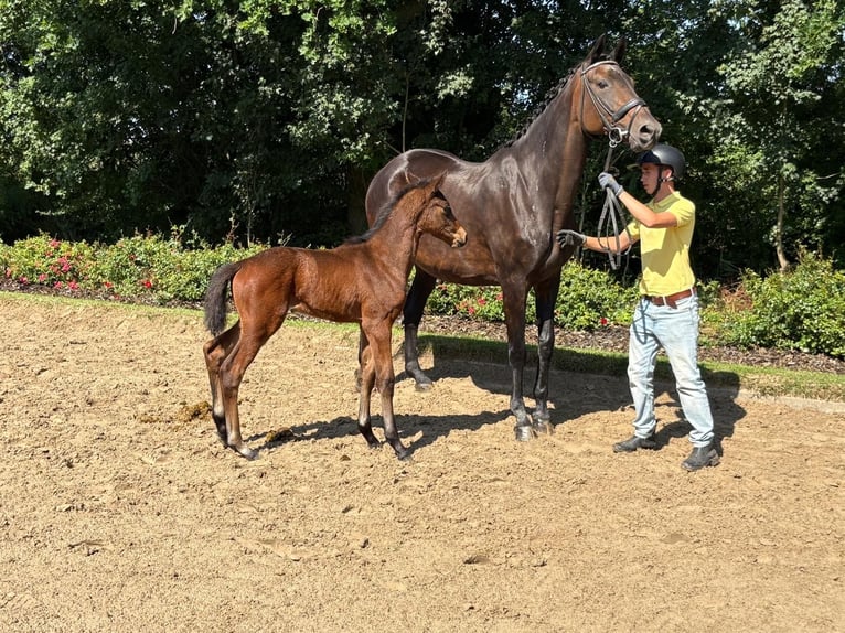 Trakehner Stute 1 Jahr Brauner in Verden (Aller)