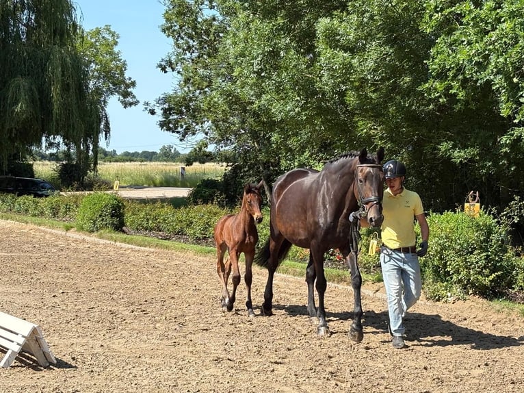 Trakehner Stute 1 Jahr Brauner in Verden (Aller)