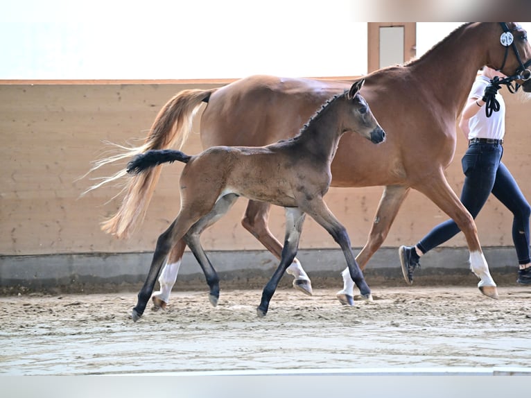 Trakehner Stute 1 Jahr Brauner in Heidekrug