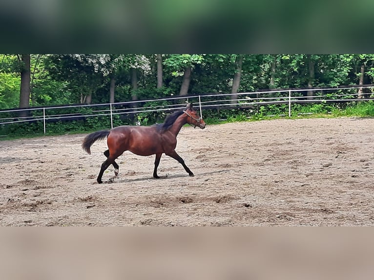 Trakehner Stute 1 Jahr Dunkelbrauner in Otterndorf