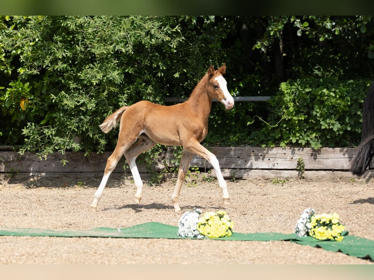 Trakehner Stute 1 Jahr Fuchs in Peissen
