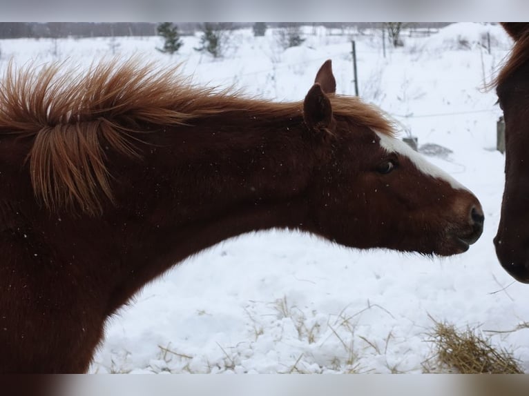 Trakehner Stute 1 Jahr Fuchs in Ruila