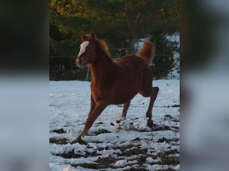 Trakehner Stute 1 Jahr Fuchs in Ruila