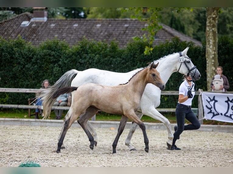 Trakehner Stute 1 Jahr Hellbrauner in Kiel
