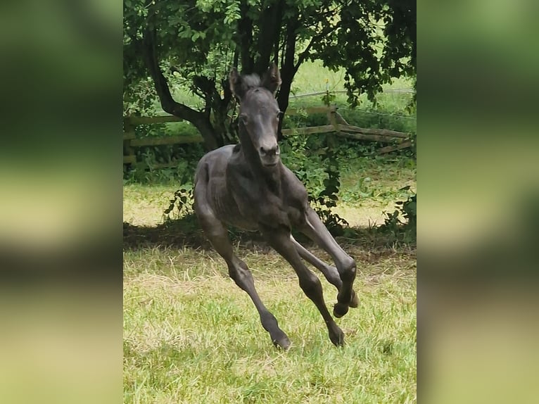 Trakehner Stute 1 Jahr Rappe in Majenfelde